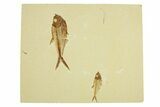 Plate of Two Fossil Fish (Diplomystus) - Wyoming #295593-1